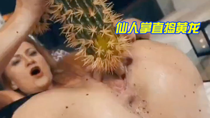 仙人掌直捣黄龙 仙人掌直捣黄龙