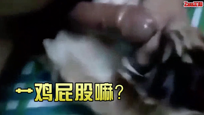 艹鸡屁股嘛 艹鸡屁股嘛